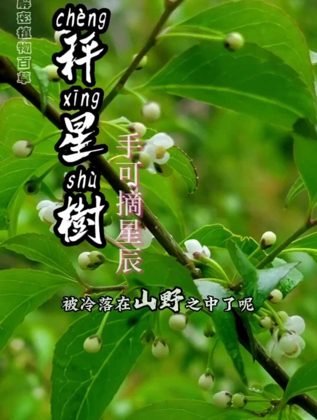 秤星树,网友直呼:真是手可摘星辰!