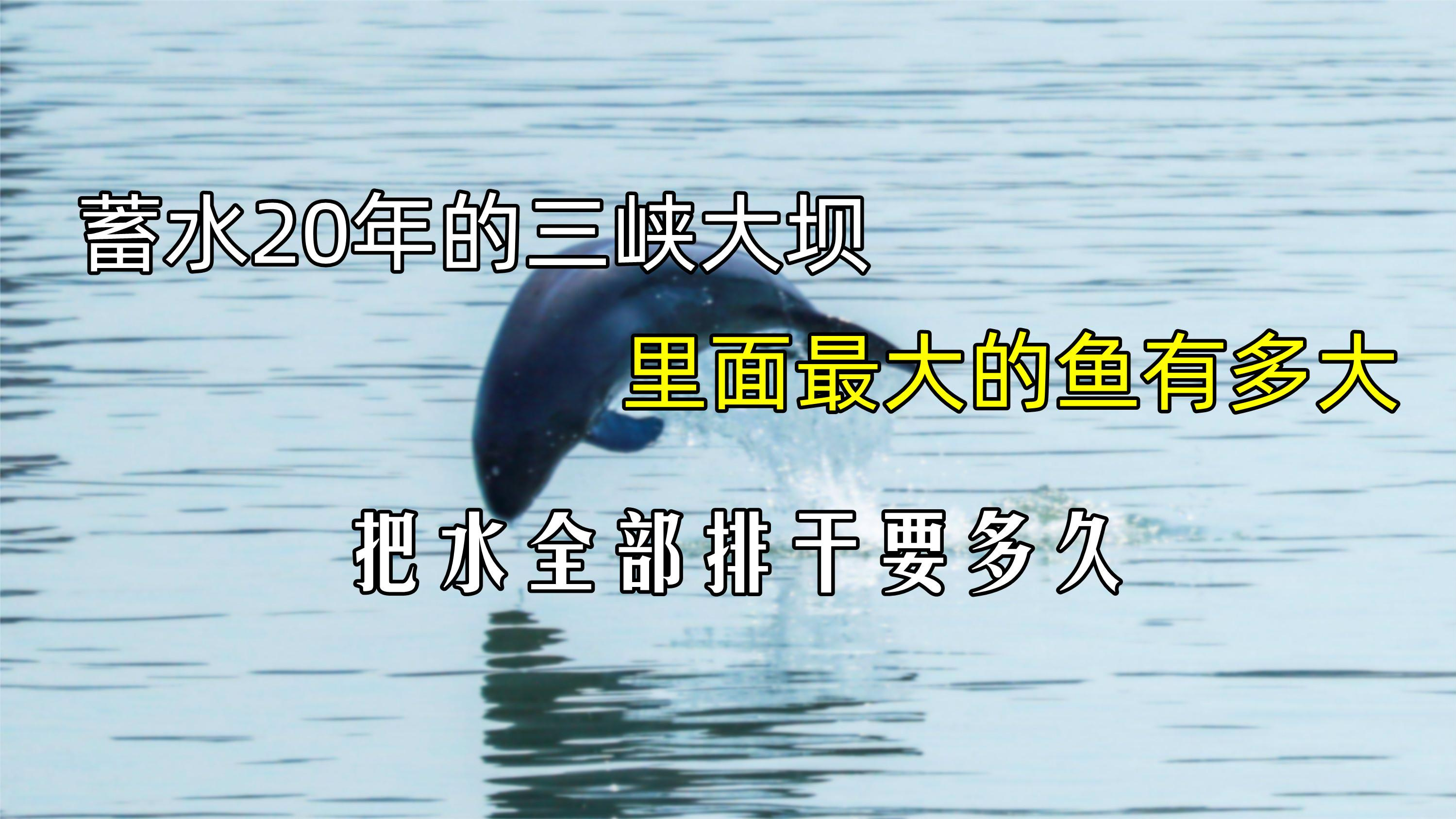蓄水20年的三峡大坝,里面最大的鱼有多大,把水全部排干要多久?