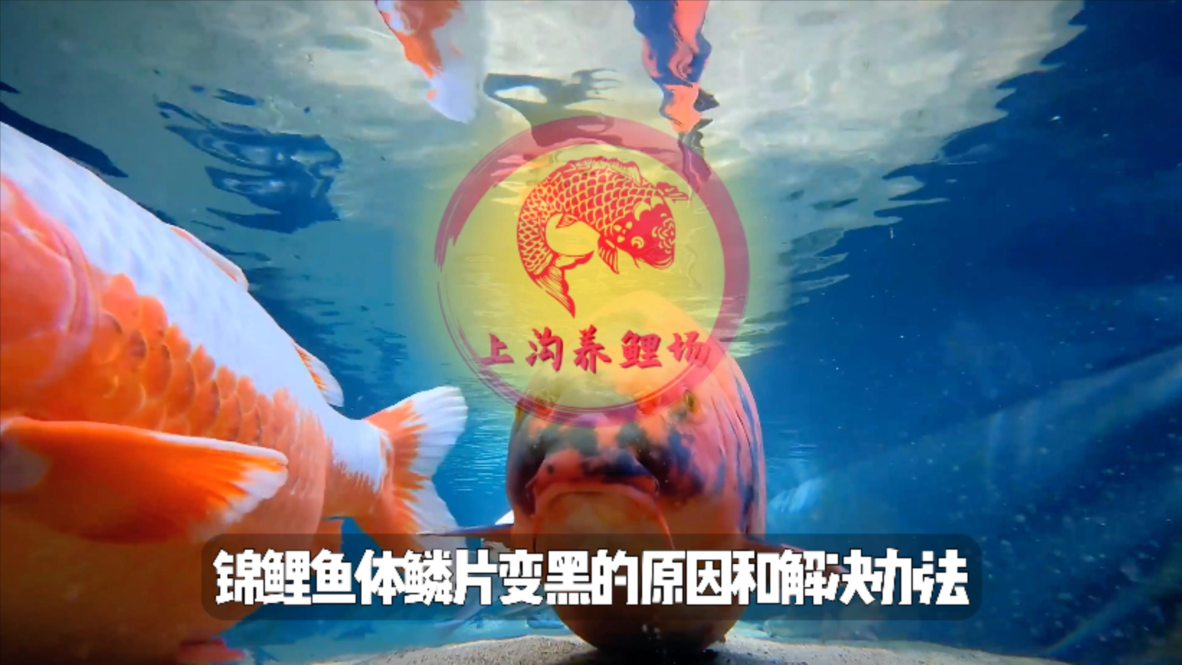 锦鲤鳞片出现黑斑请看这个视频!锦鲤鳞片变黑的原因和解决方法