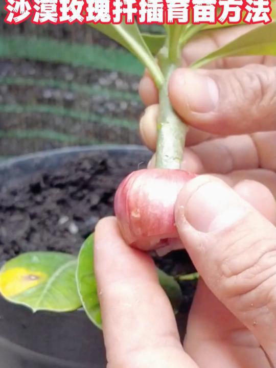 沙漠玫瑰扦插育苗方法,插到洋葱上长根长得快!