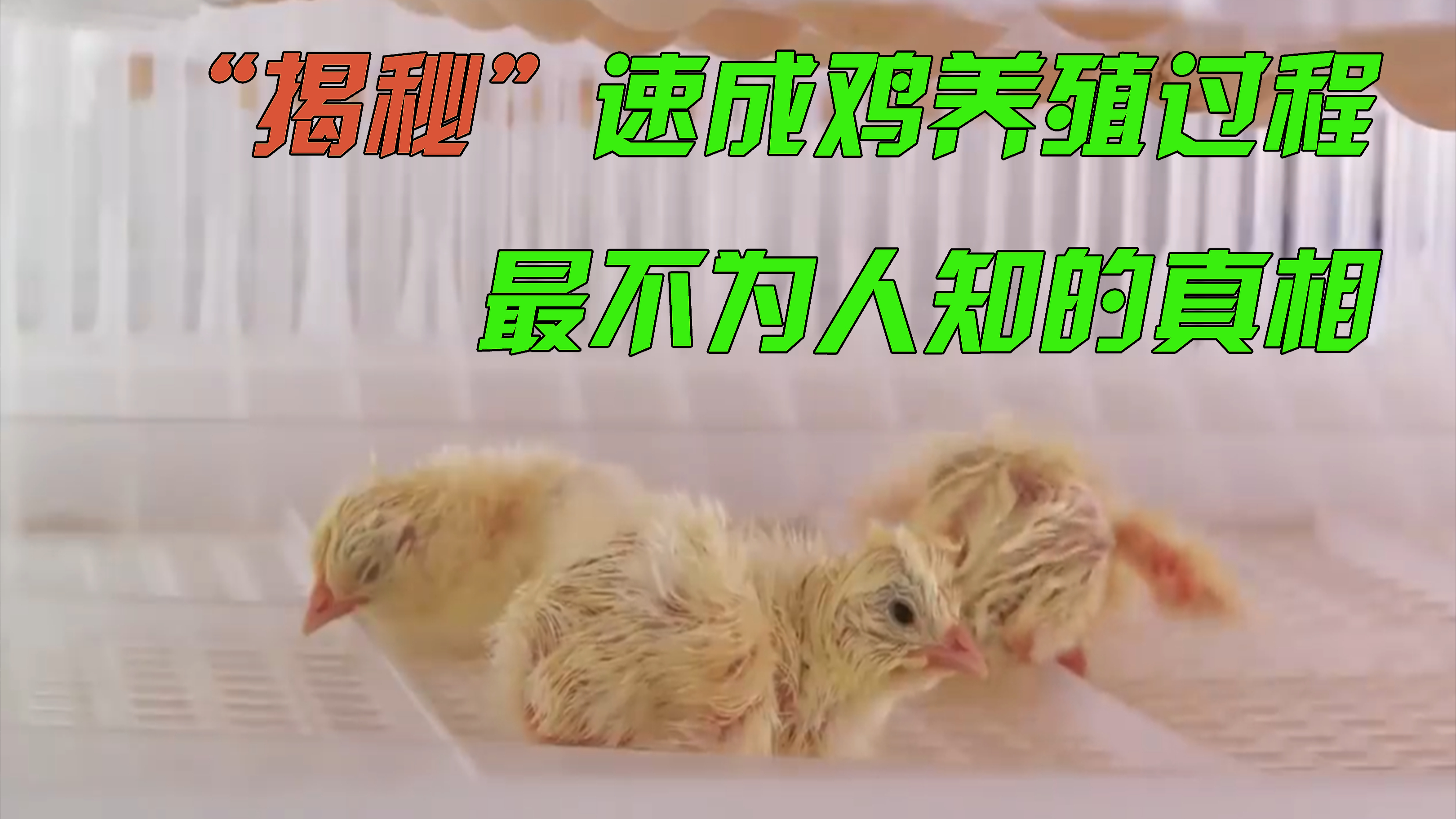 “揭秘”速成鸡养殖过程中不为人知的残忍,也是不想被看到的真相