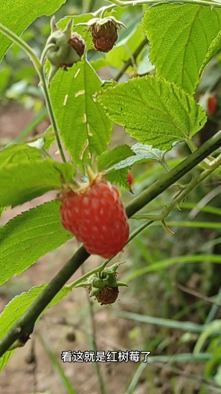 2t9贵州野生的树莓成熟了,有想吃的吗?
