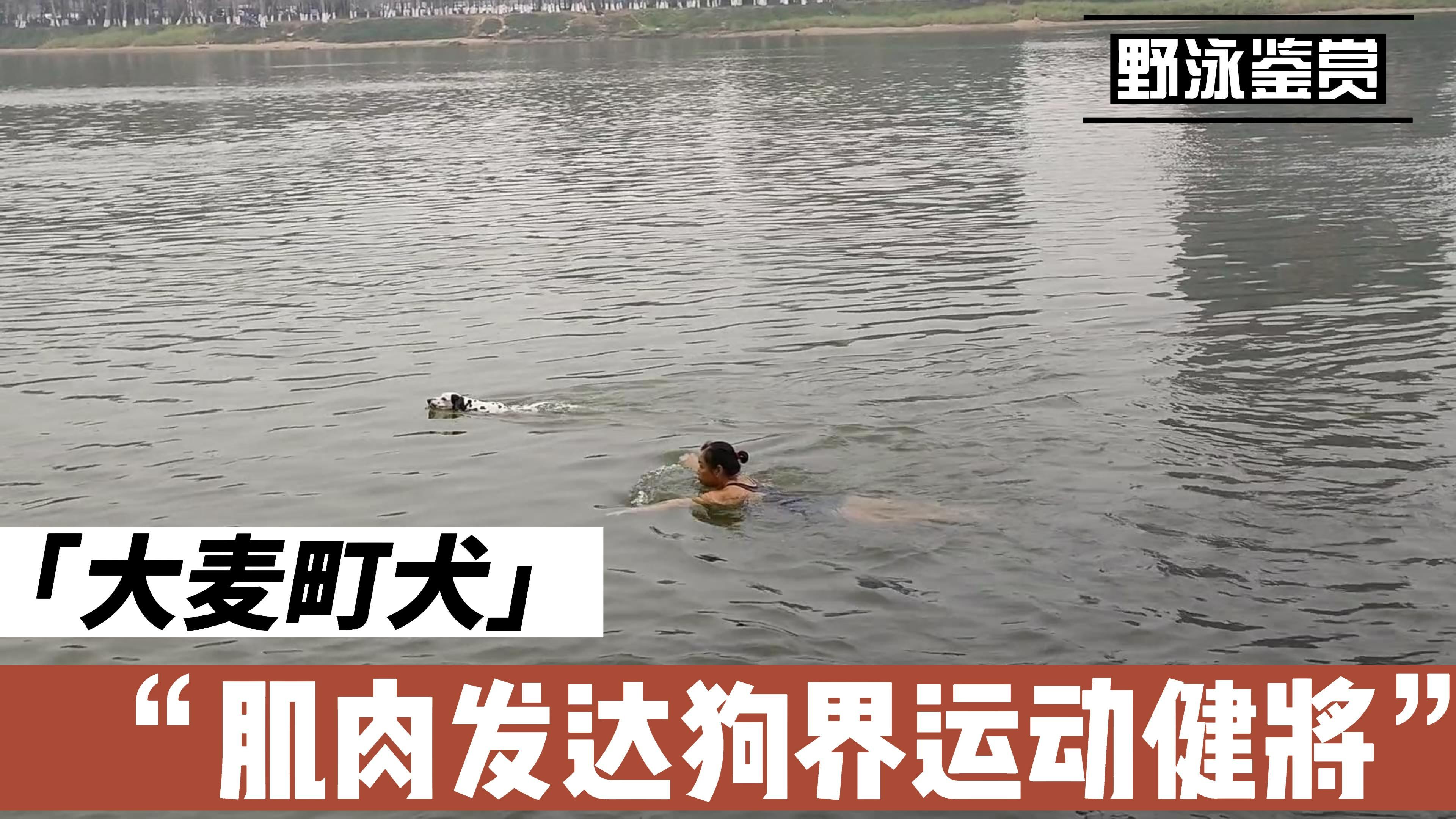 野泳的大麦町犬,肌肉发达不仅跑得快,游泳也很快是狗界菲尔普希