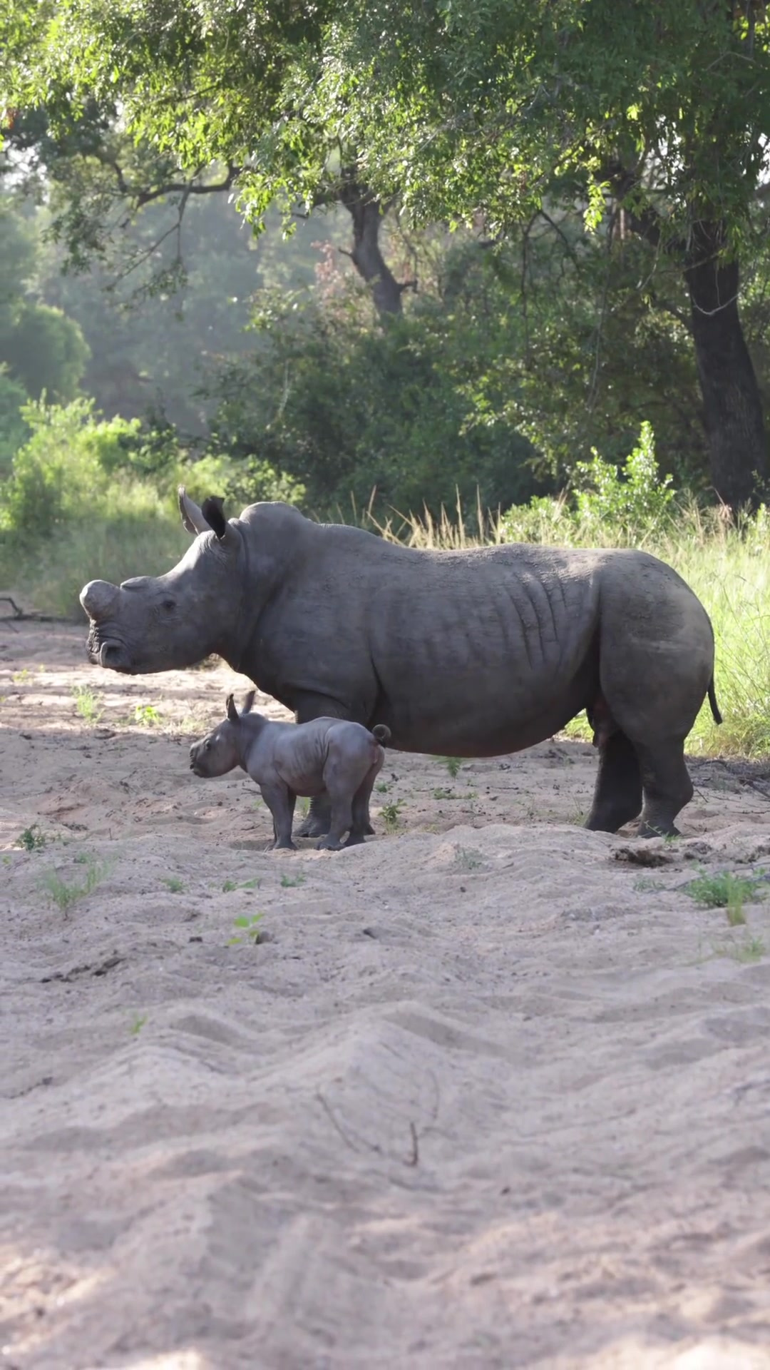 在母亲身边的小犀牛