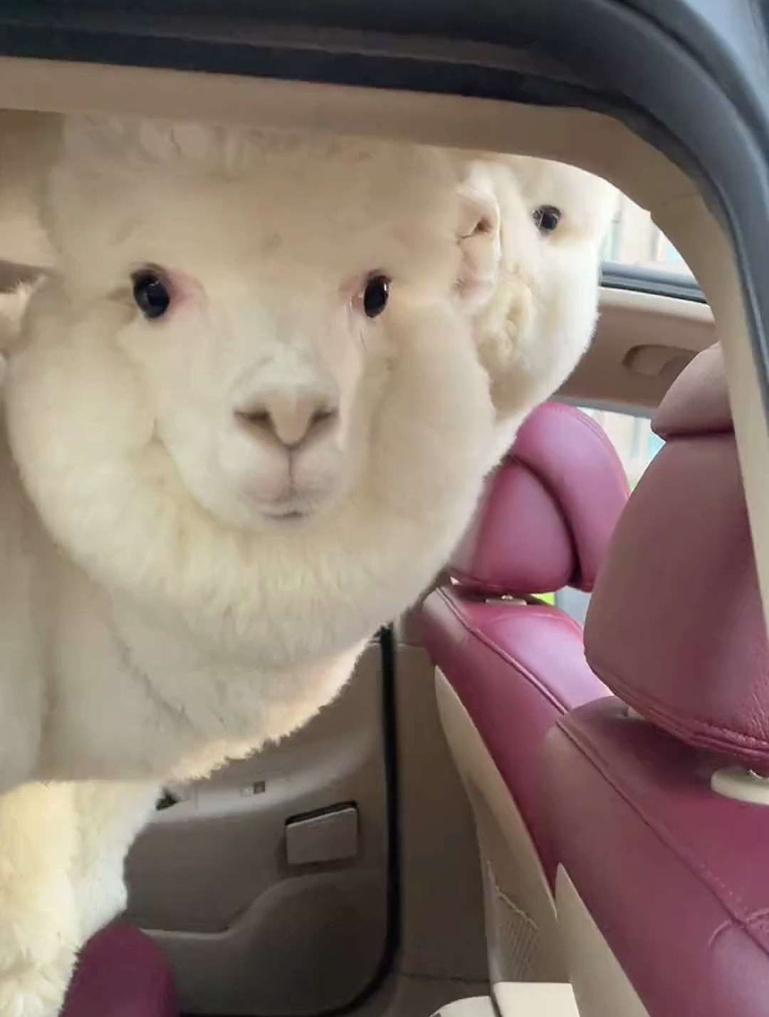 真是两只没见过世面的驼子,第一次坐小汽车,懵圈了!-度小视