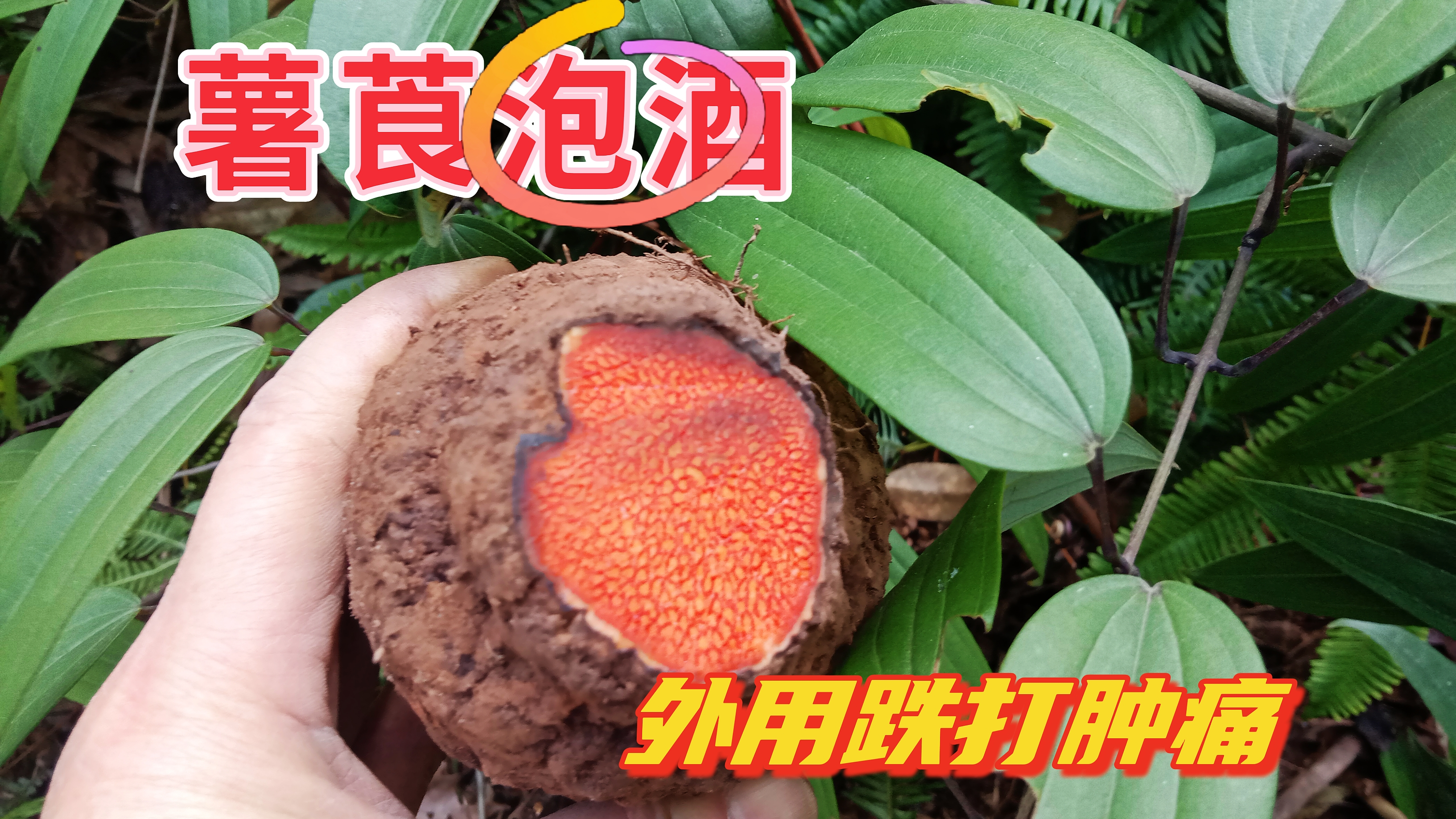 好多人不知道它叫薯莨,挖点回家泡酒用途多,外用跌打肿痛