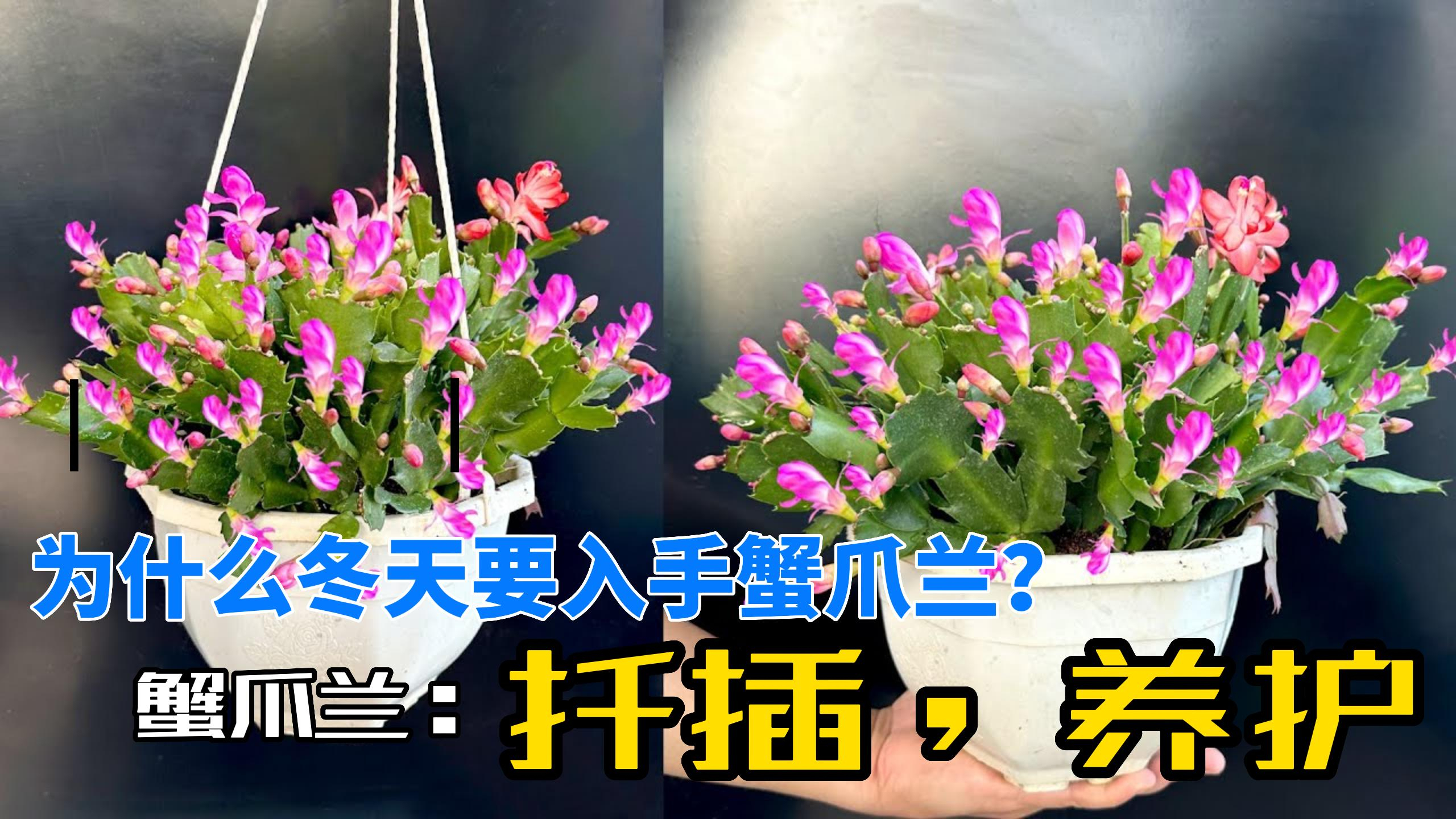 这个冬天你不准备入手一盆蟹爪兰?蟹爪兰的扦插和养护技巧