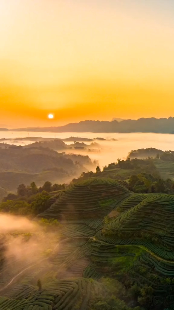 茶山云雾缭绕构成了一道美丽的风景线