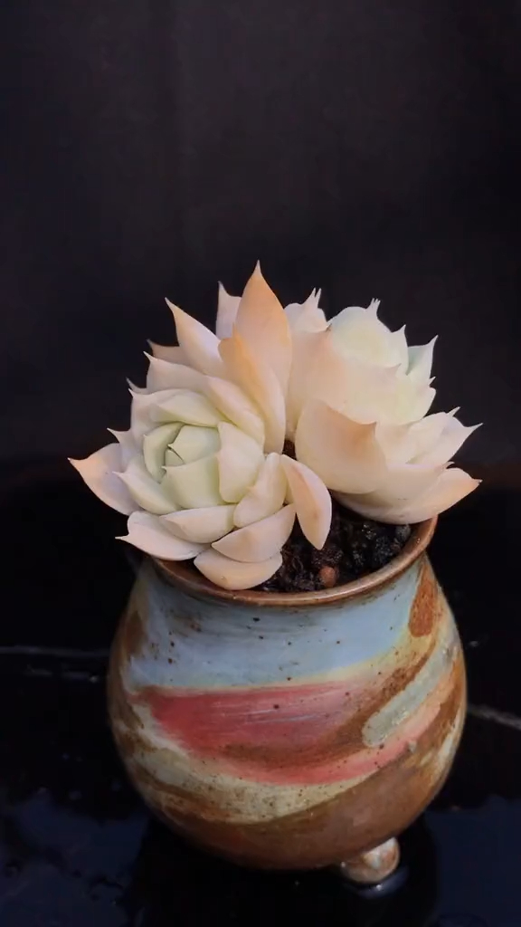 多肉植物 布朗 多肉控