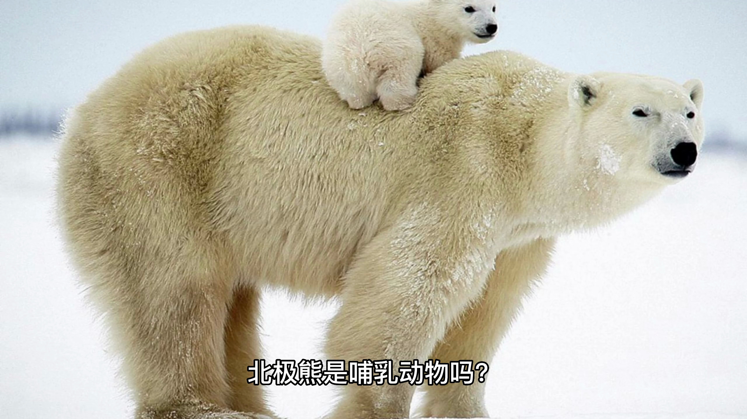 北极熊是哺乳动物吗
