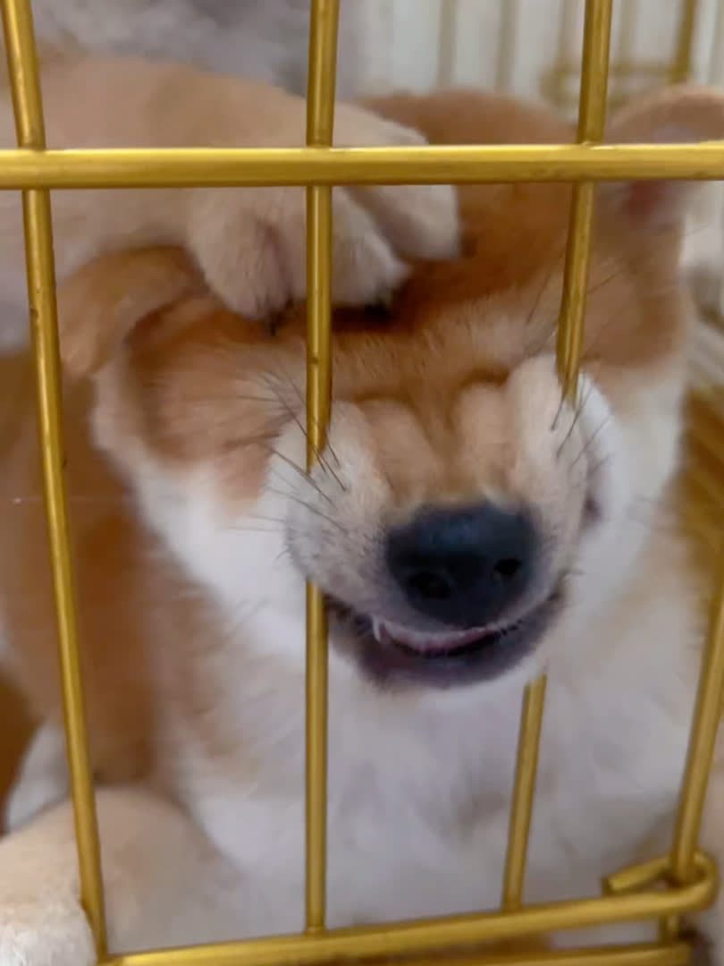 小豆柴犬的迷惑行为,麻袋准备好了吗?