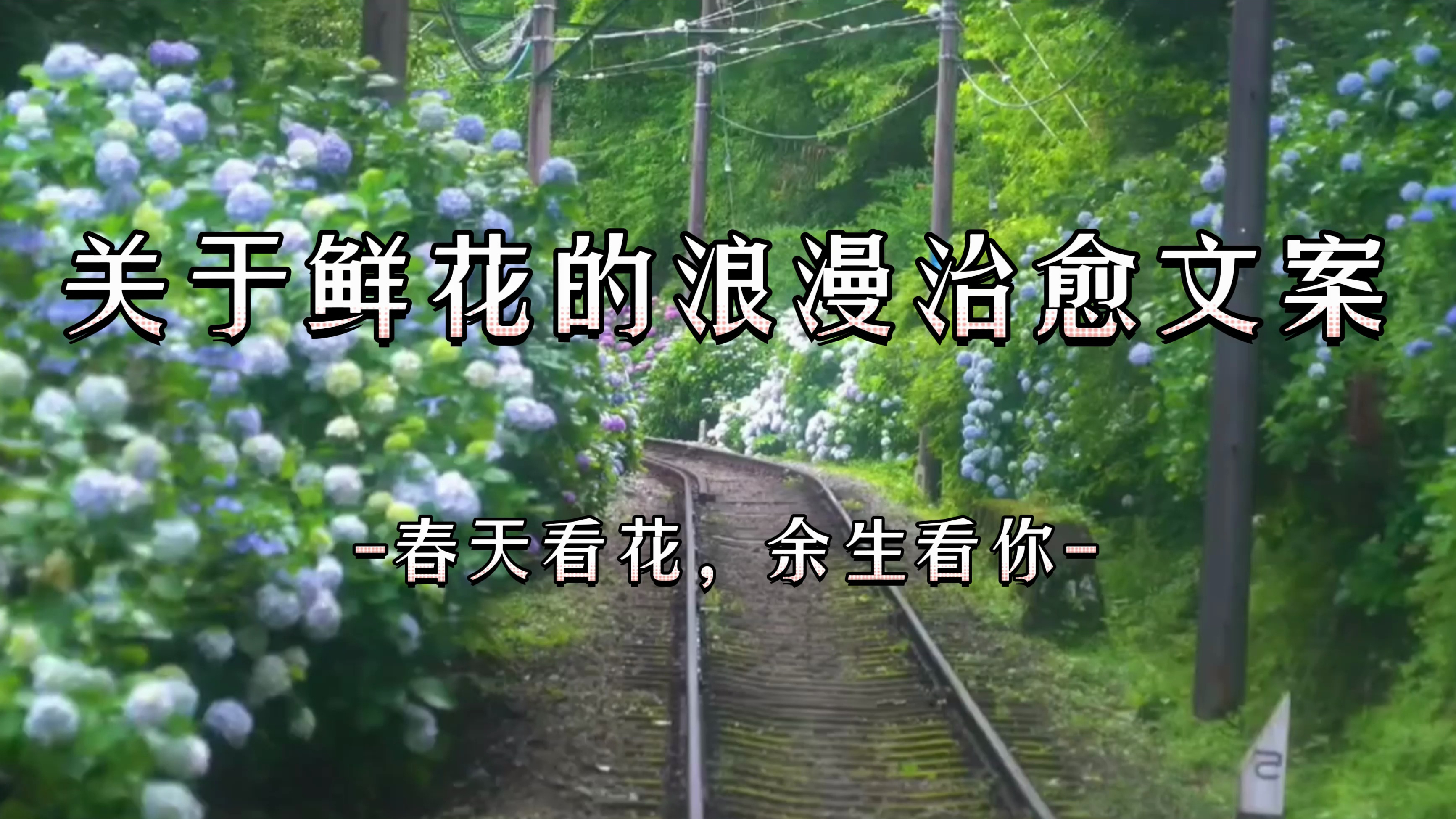 '春天看花,余生看你关于鲜花的浪漫治愈文案