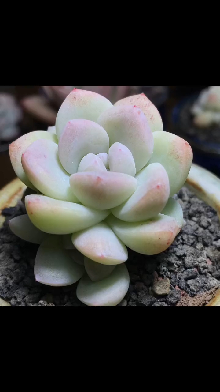 精控小老桩 冰玉多肉