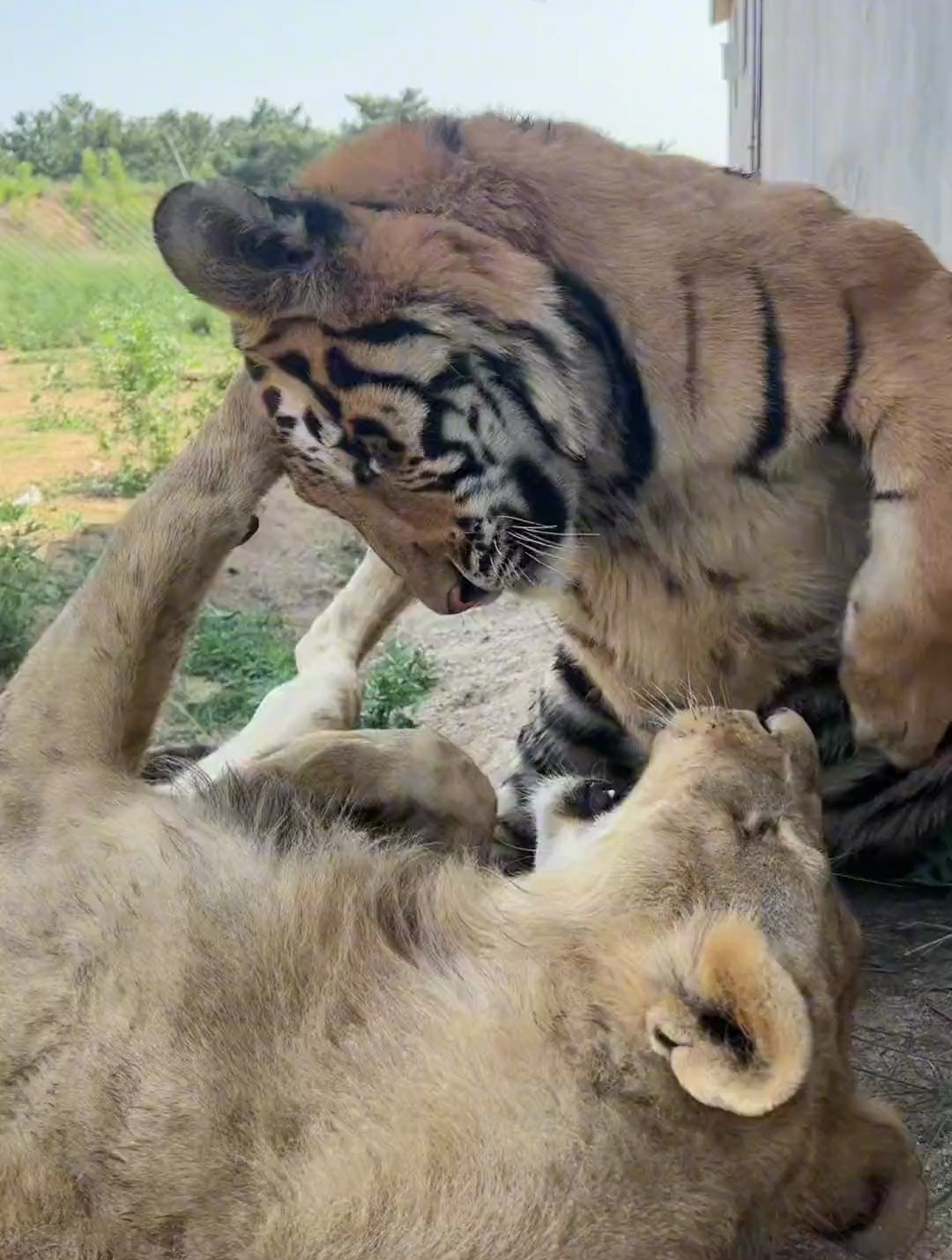 怼脸拍一组狮虎斗,打得太凶了,你们觉得谁厉害?