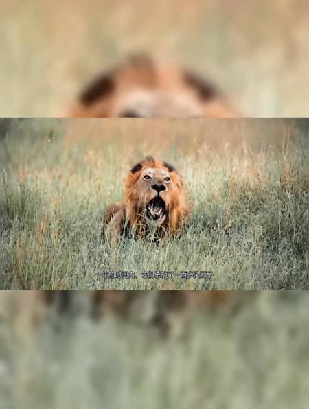 坏男孩联盟横扫草原,狮子闻风丧胆(上)-度小视
