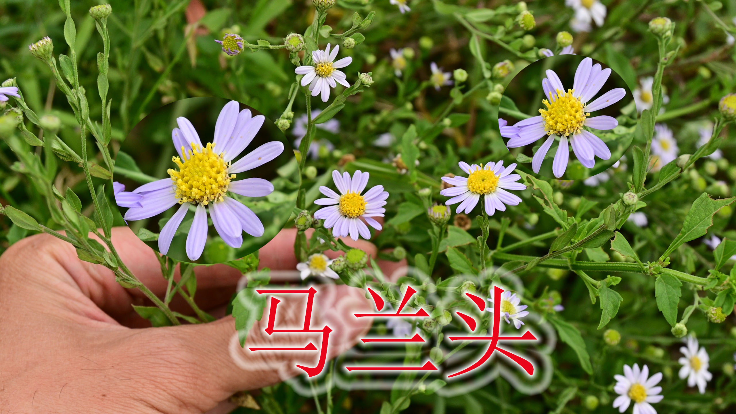 遇见“马兰头”野菜认识吗?当地人称“凉血草”,很多人当草除掉