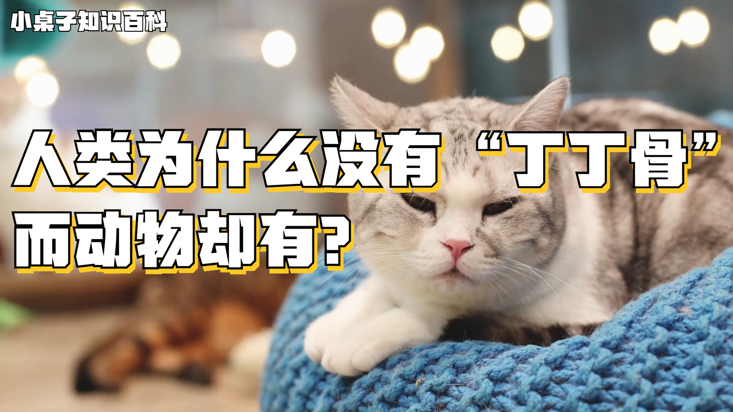 人类为什么没有“丁丁骨”而动物却有?