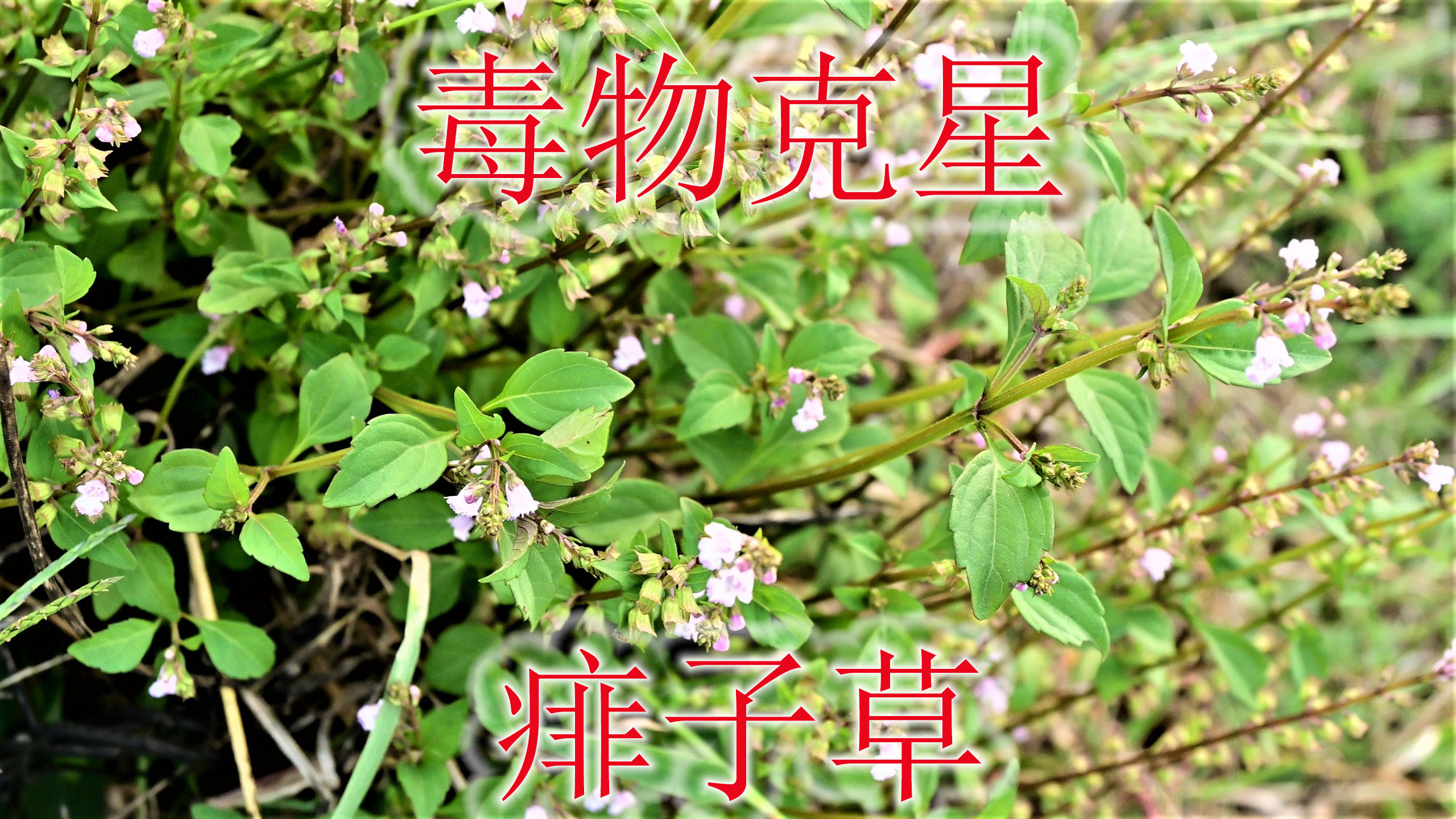 农村毒物克星“石荠苎”,当地俗称“痱子草”,老人常用来煮水