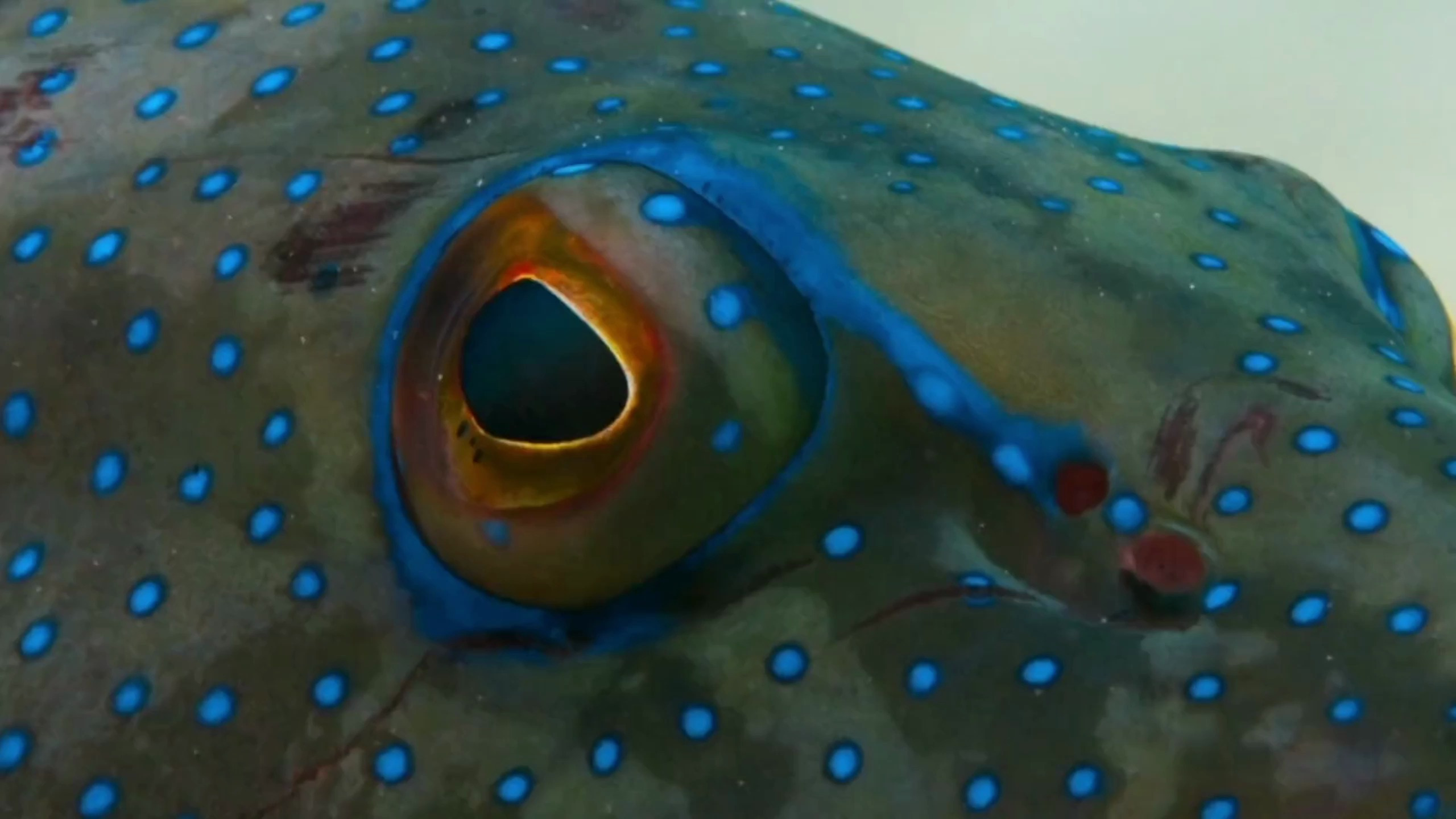 鳃棘鲈跟章鱼合作捕捉小鱼,却万万没想到,竟然吸引来一群鲨鱼