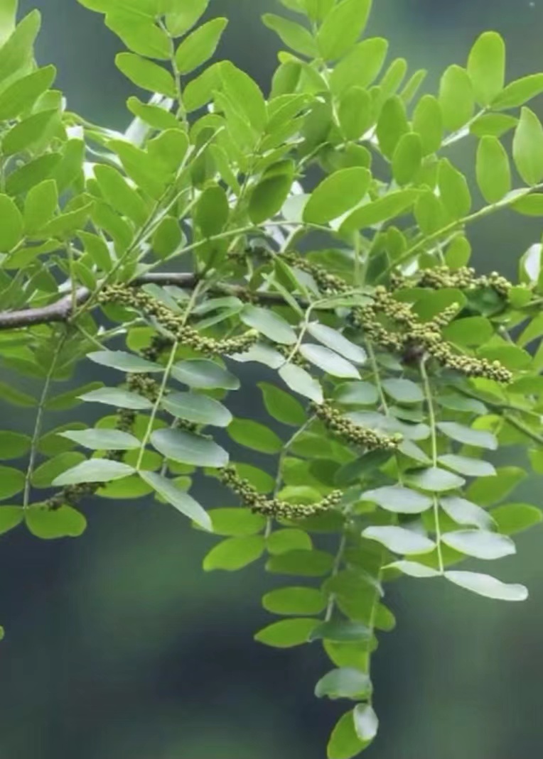 南岳衡山,全球仅存9株野生绒毛皂荚进入盛花期