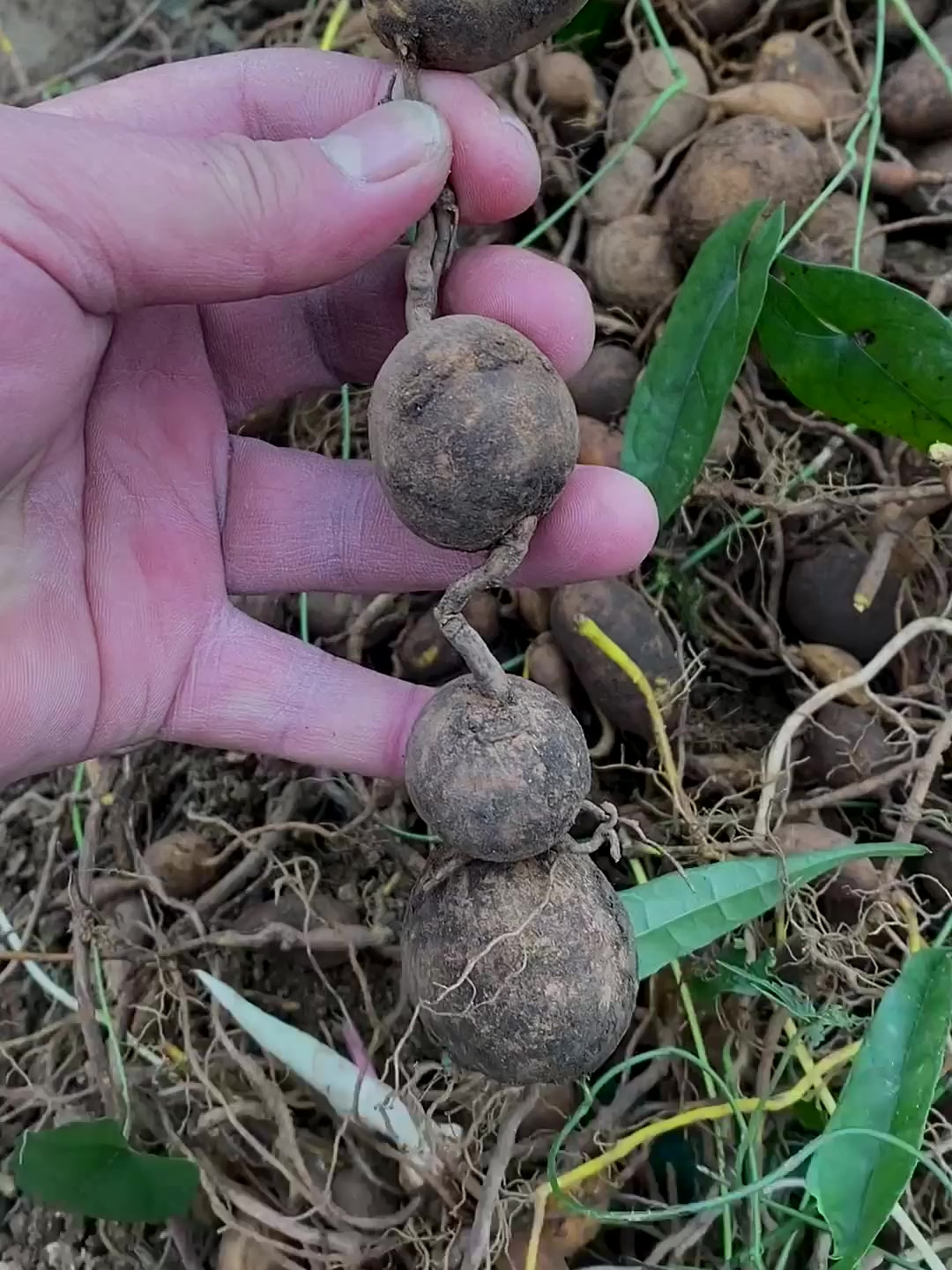 山慈菇破石珠九牛胆地苦胆都是它