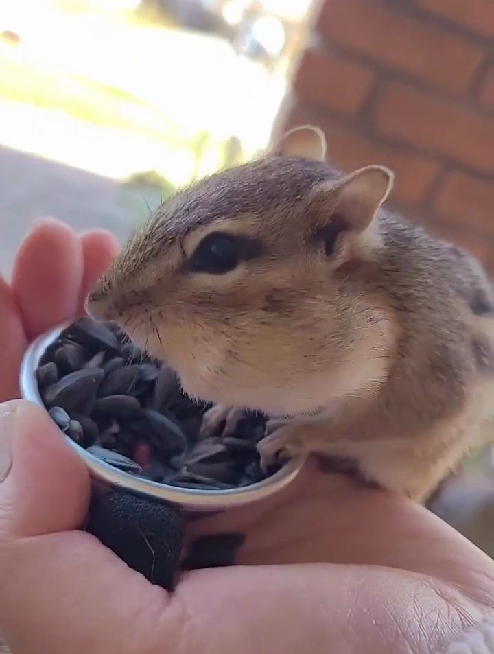 花栗鼠 瓜子 坚果-度小视