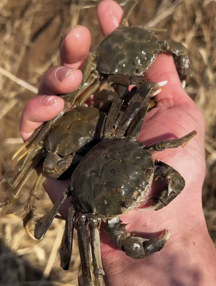 在小河里发现了大螃蟹,后来直接给它们"放生"了,太美味了!-度小视