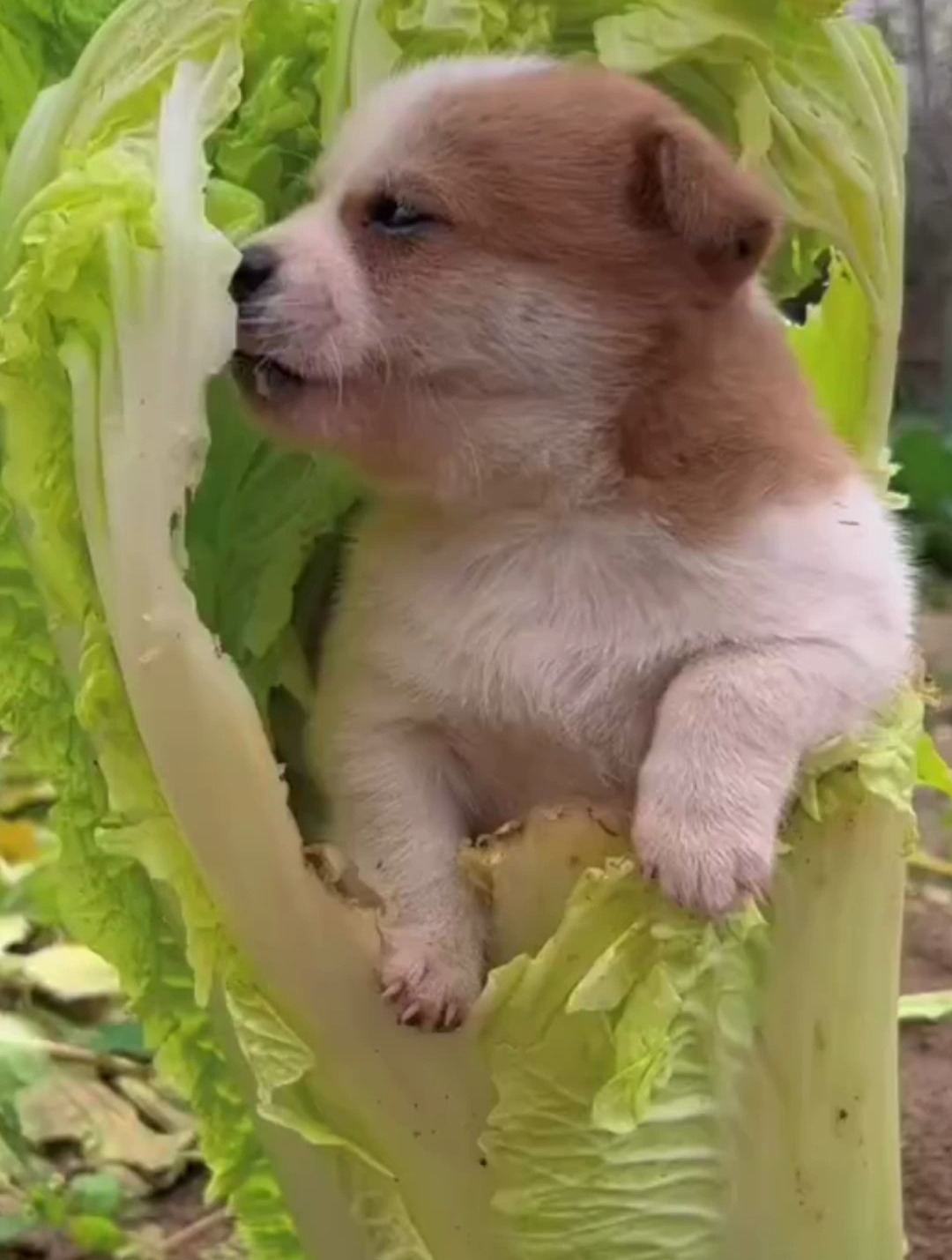 咱家小狗不挑食白菜玉米都能吃