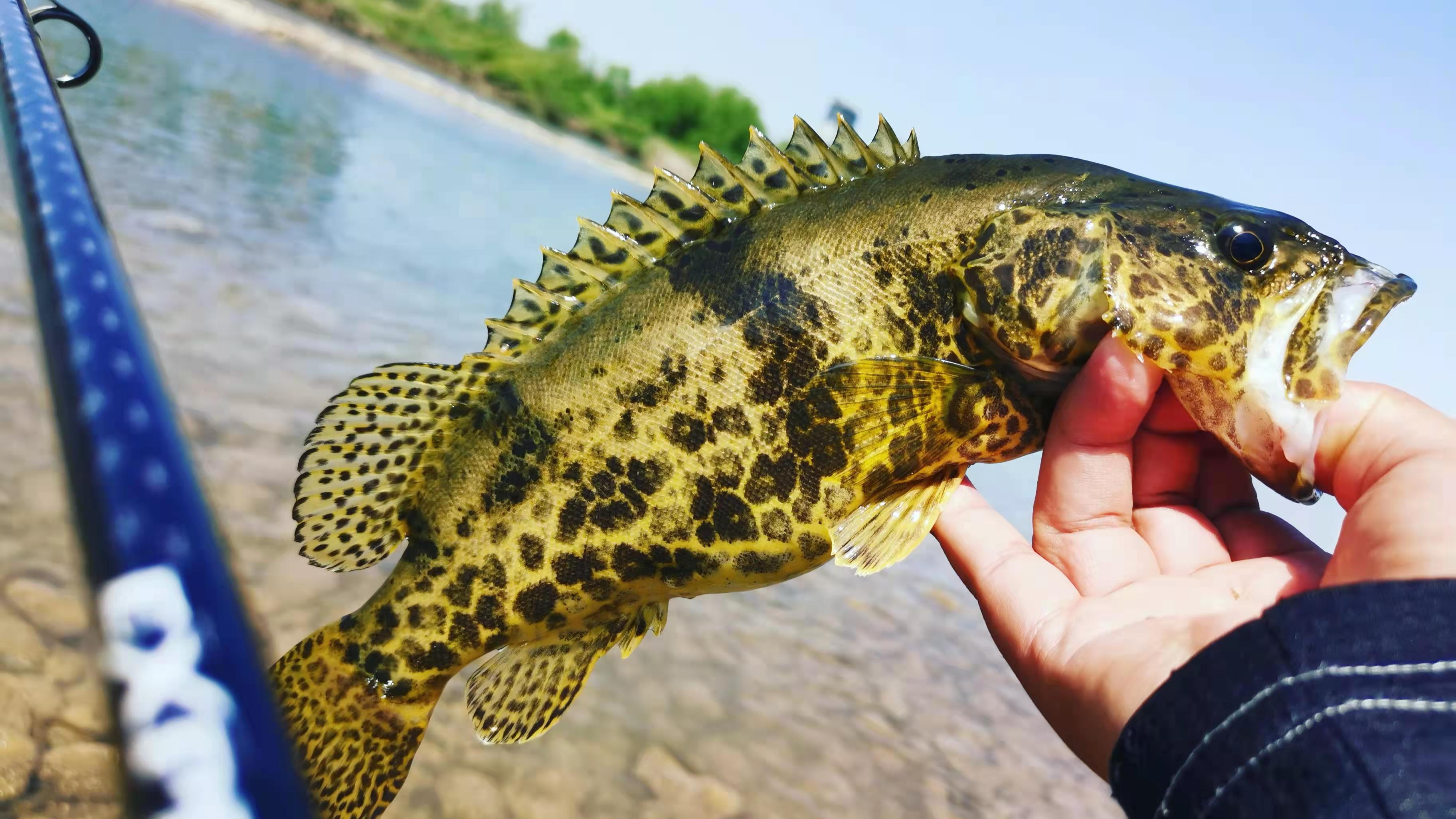 急流水坝鳜鱼怎么钓?3克铅头钩顺水漂,跳几下就有鱼来咬!