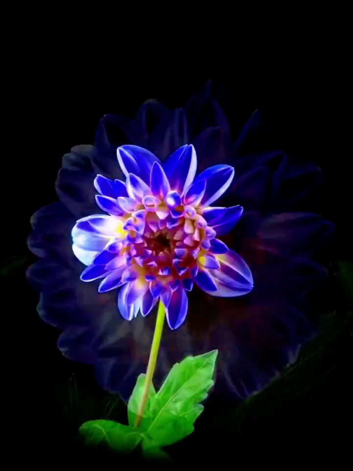 延时摄影 大丽花