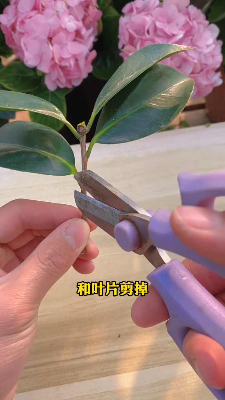 茶花水培扦插既操作简单又能快速生根