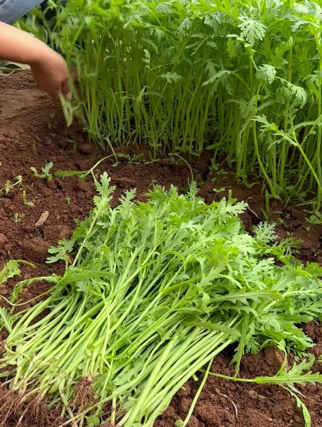 小叶茼蒿种植简单长得快,春天种菜别落下!