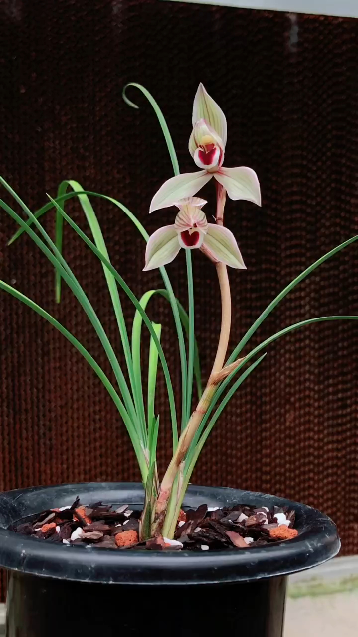 莲瓣兰心心相印花大出架勤花易芽