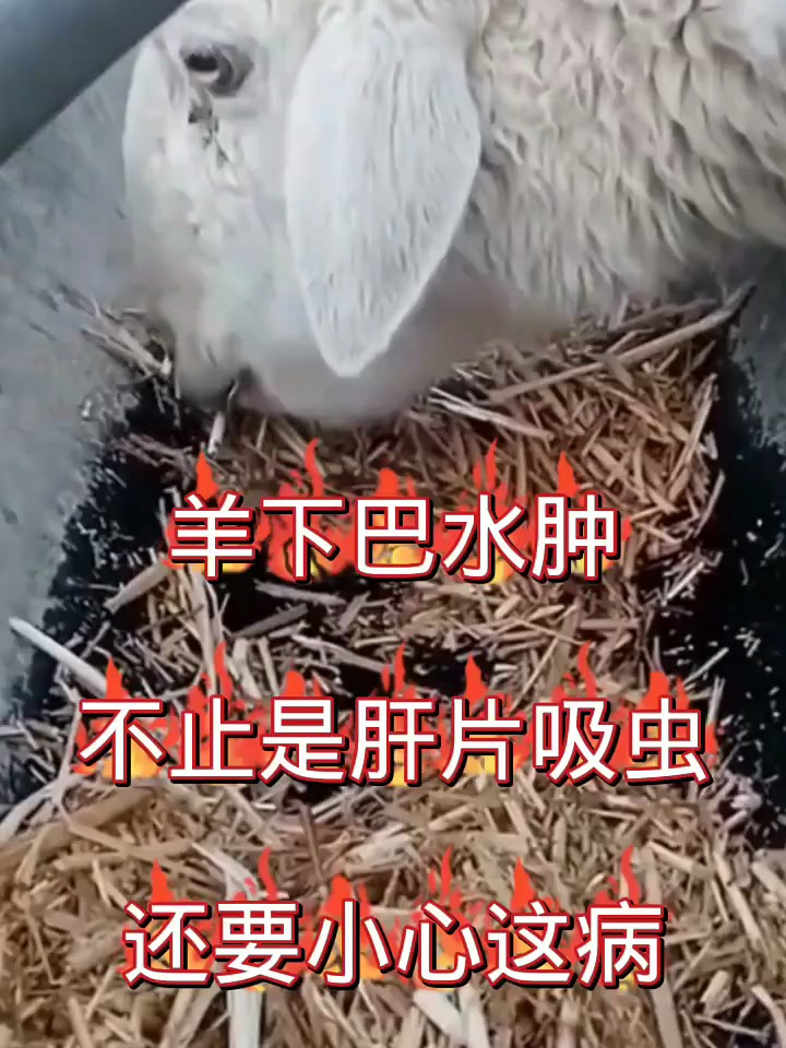 羊下巴水肿,不只是肝片吸虫,还要小心这病-度小视