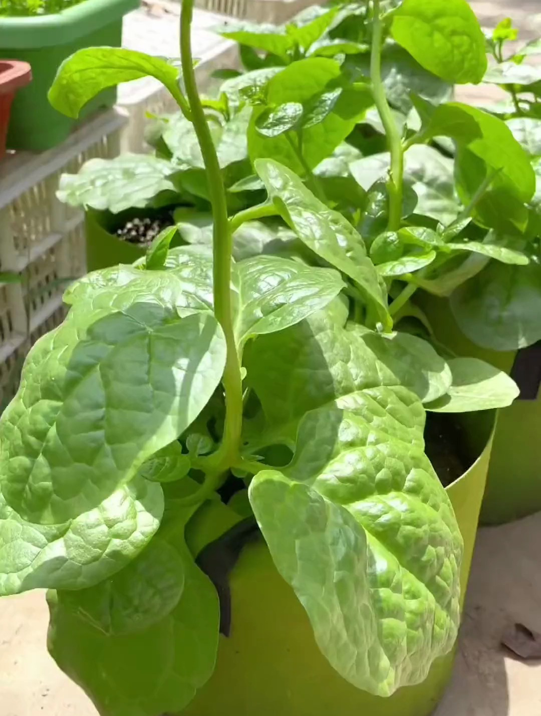 木耳菜种子,农业种植