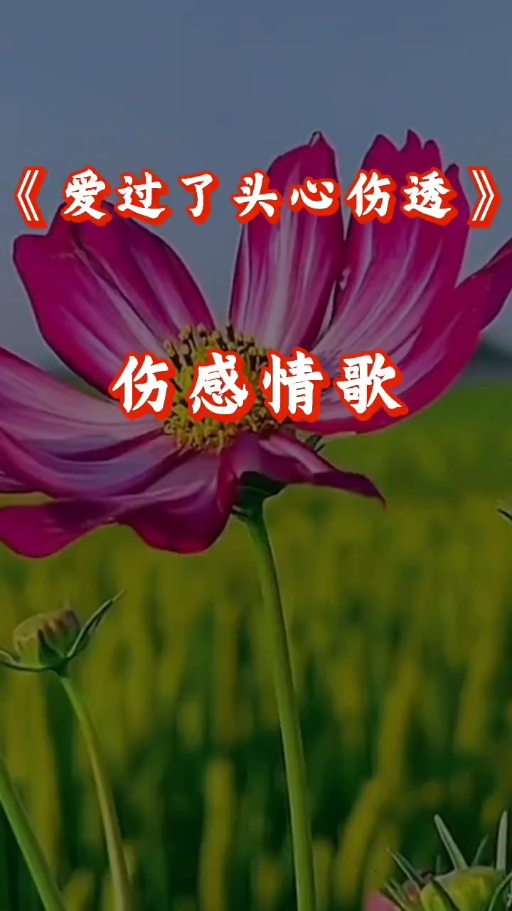 《爱过了头心伤透》伤感情歌-度小视