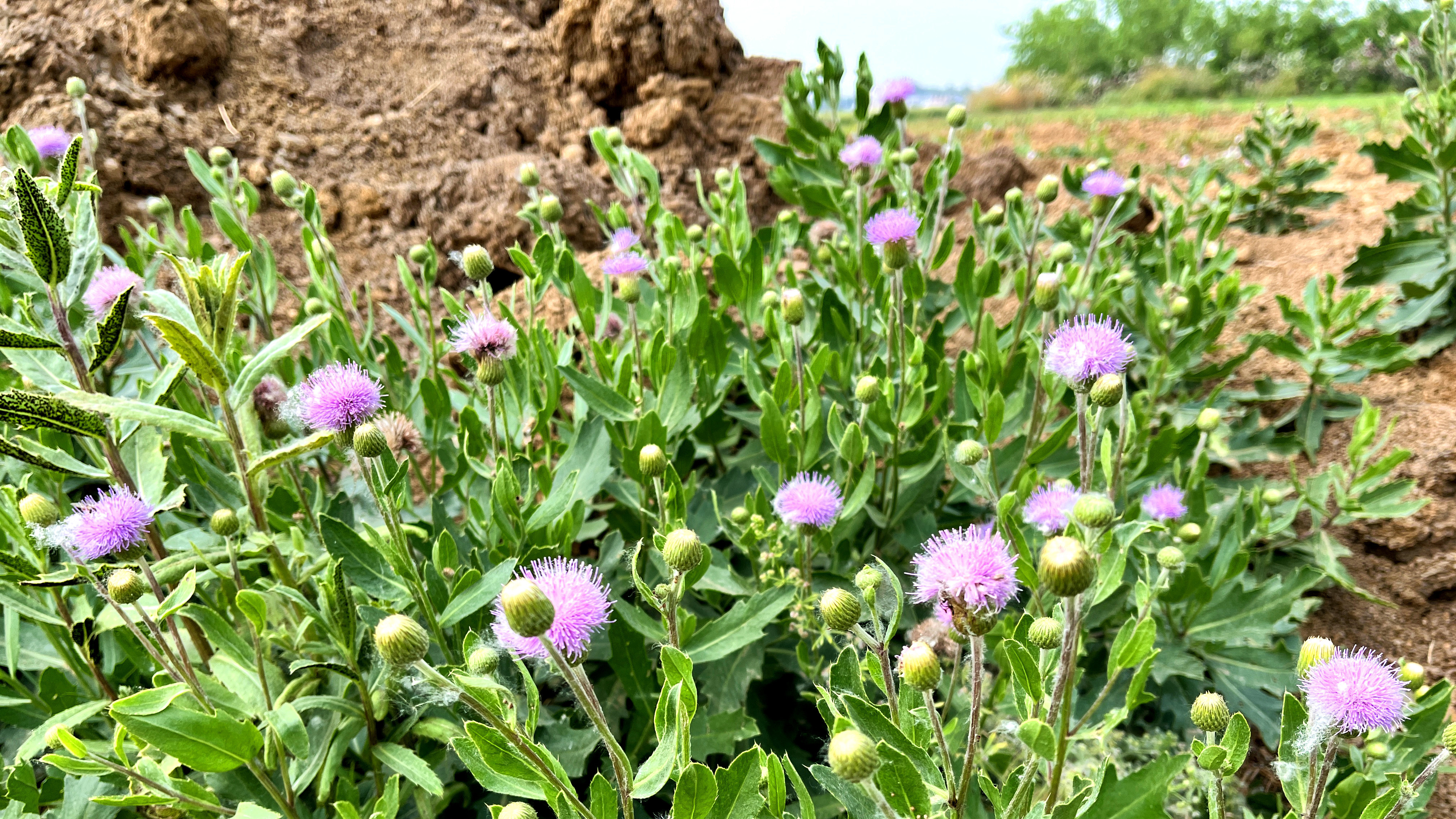 农村刺儿菜煮水,没想到价值这么高?别再当草拔掉!