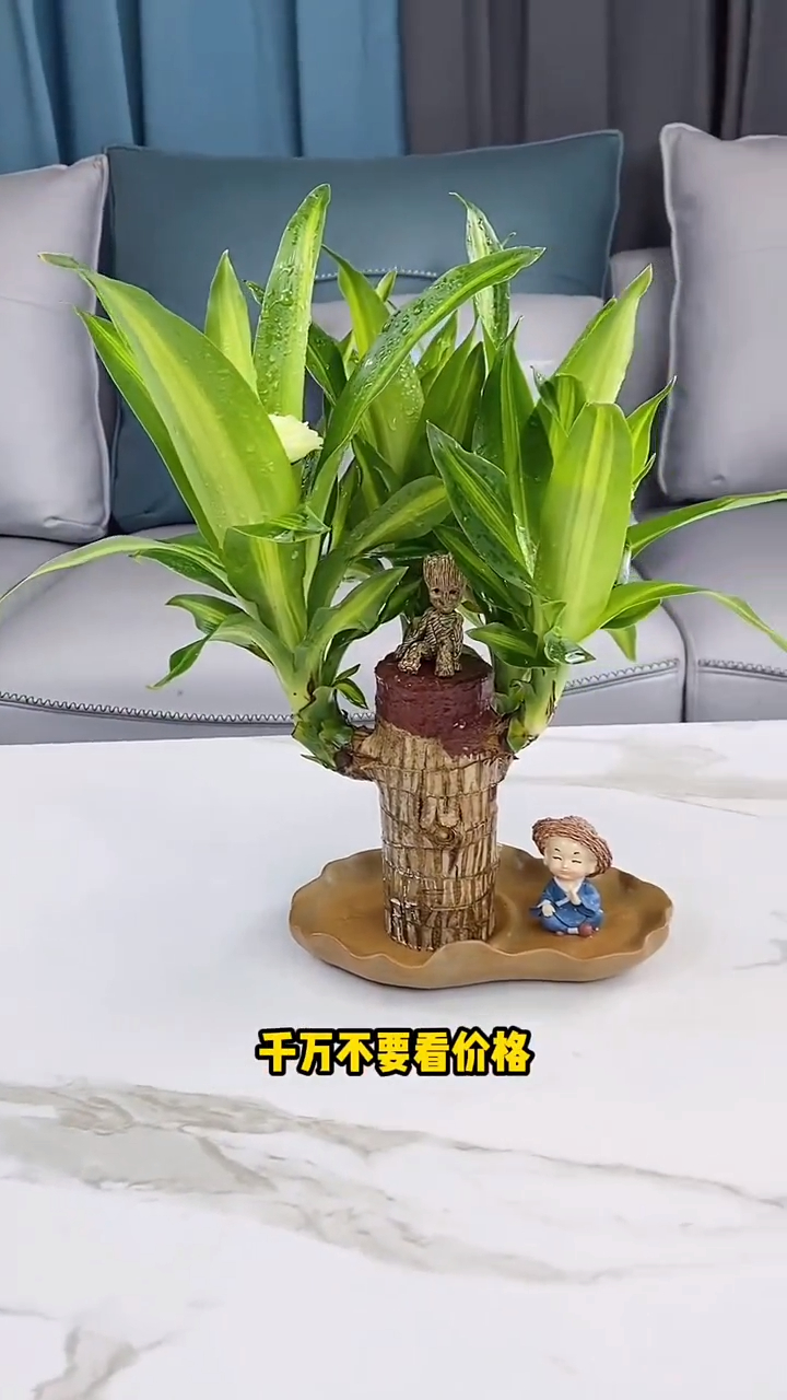 巴西木又叫幸运木,传言说一旦开花就能遇到幸运的事情-度小视