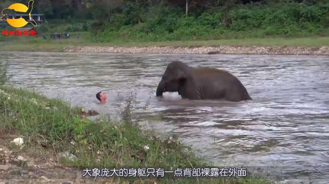 大象误以为男子落水,奋不顾身下河,场面令人感动