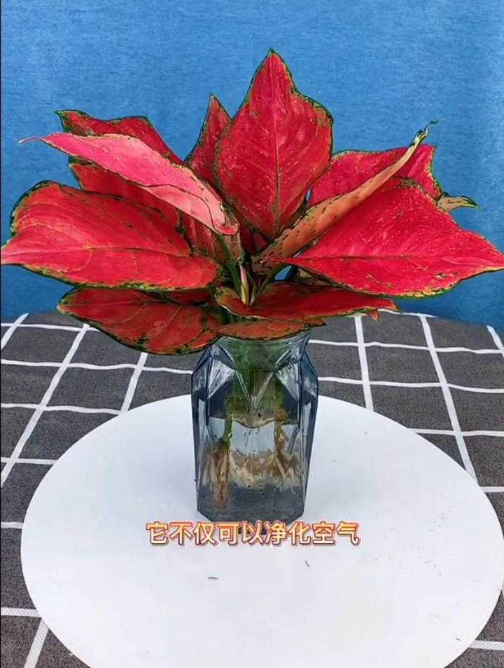 吉利红又叫如意皇后,寓意大吉大利,大红大火,非常好养活-度小视