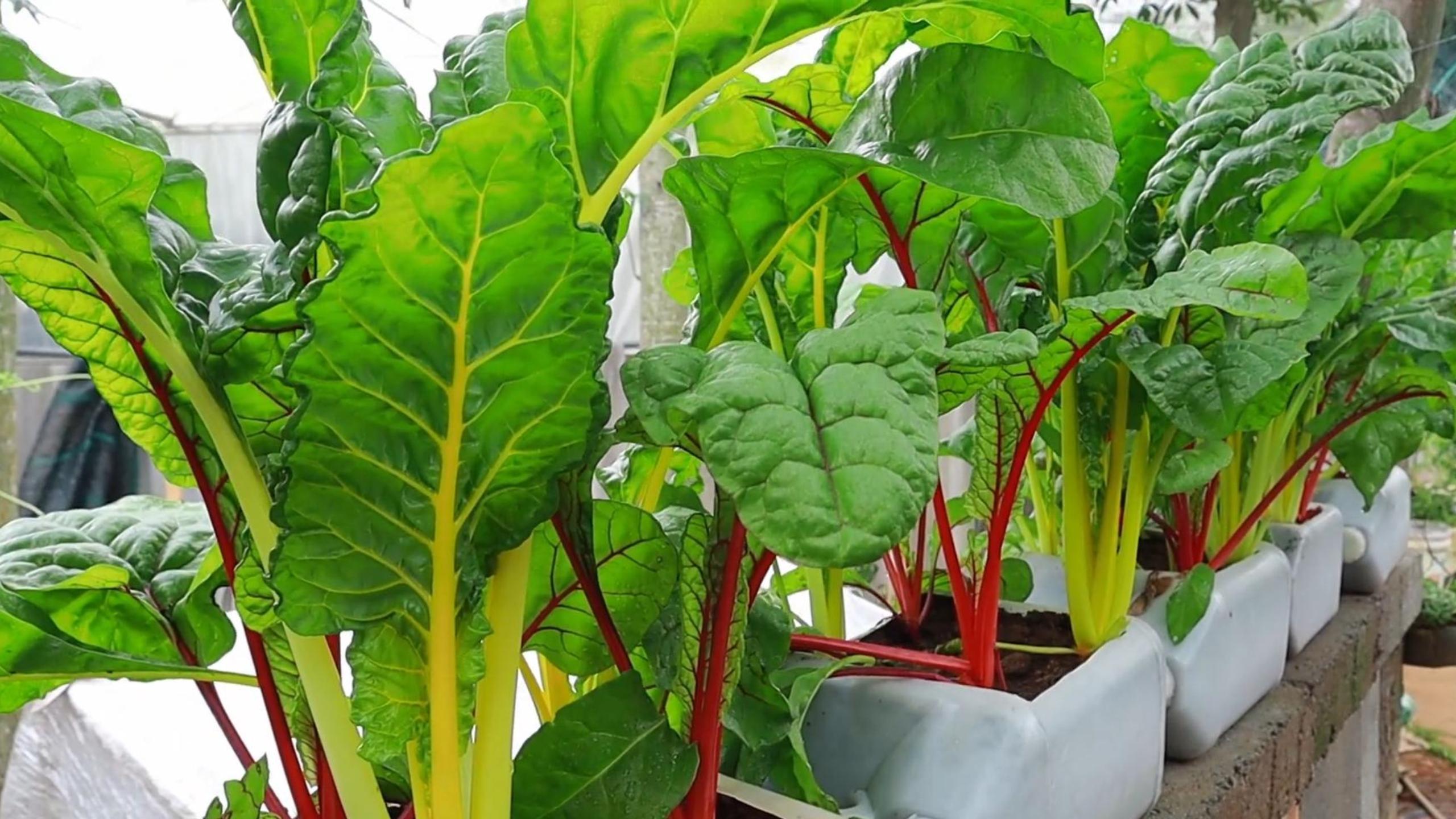 阳台种植红根达菜,不仅美观而且可以吃,方法简单实用值得一试!