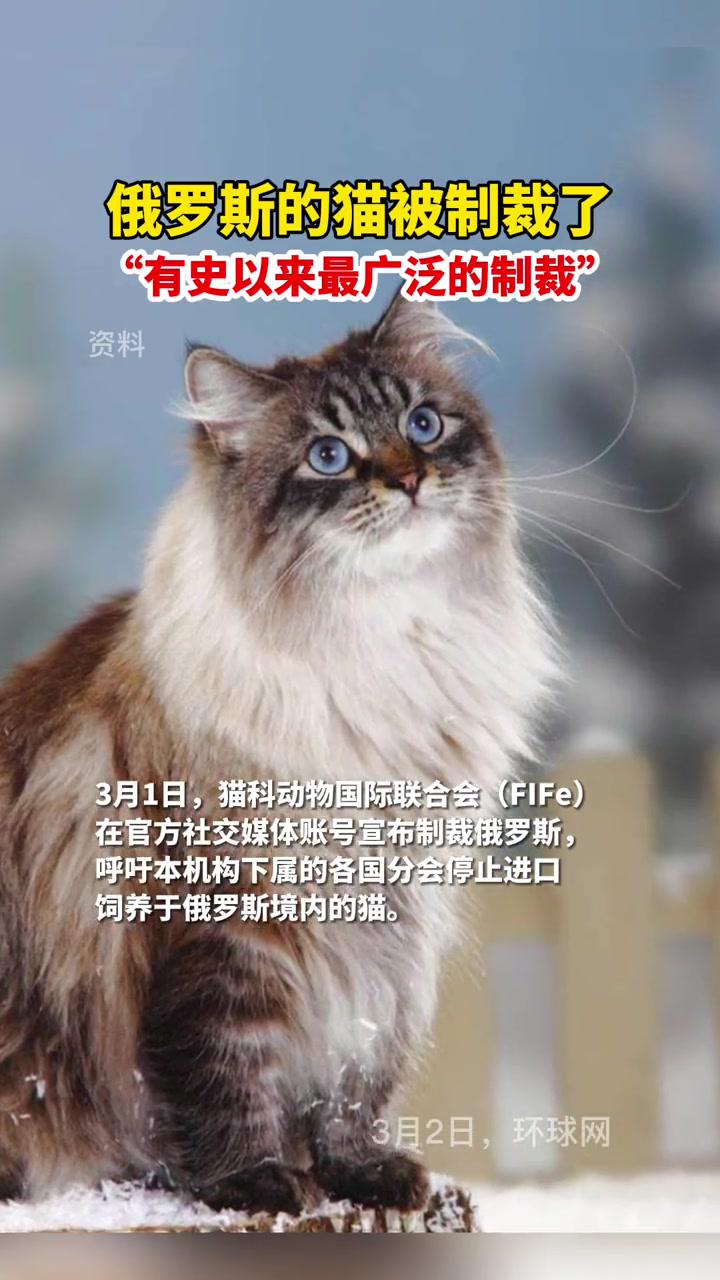 制裁俄罗斯猫图片