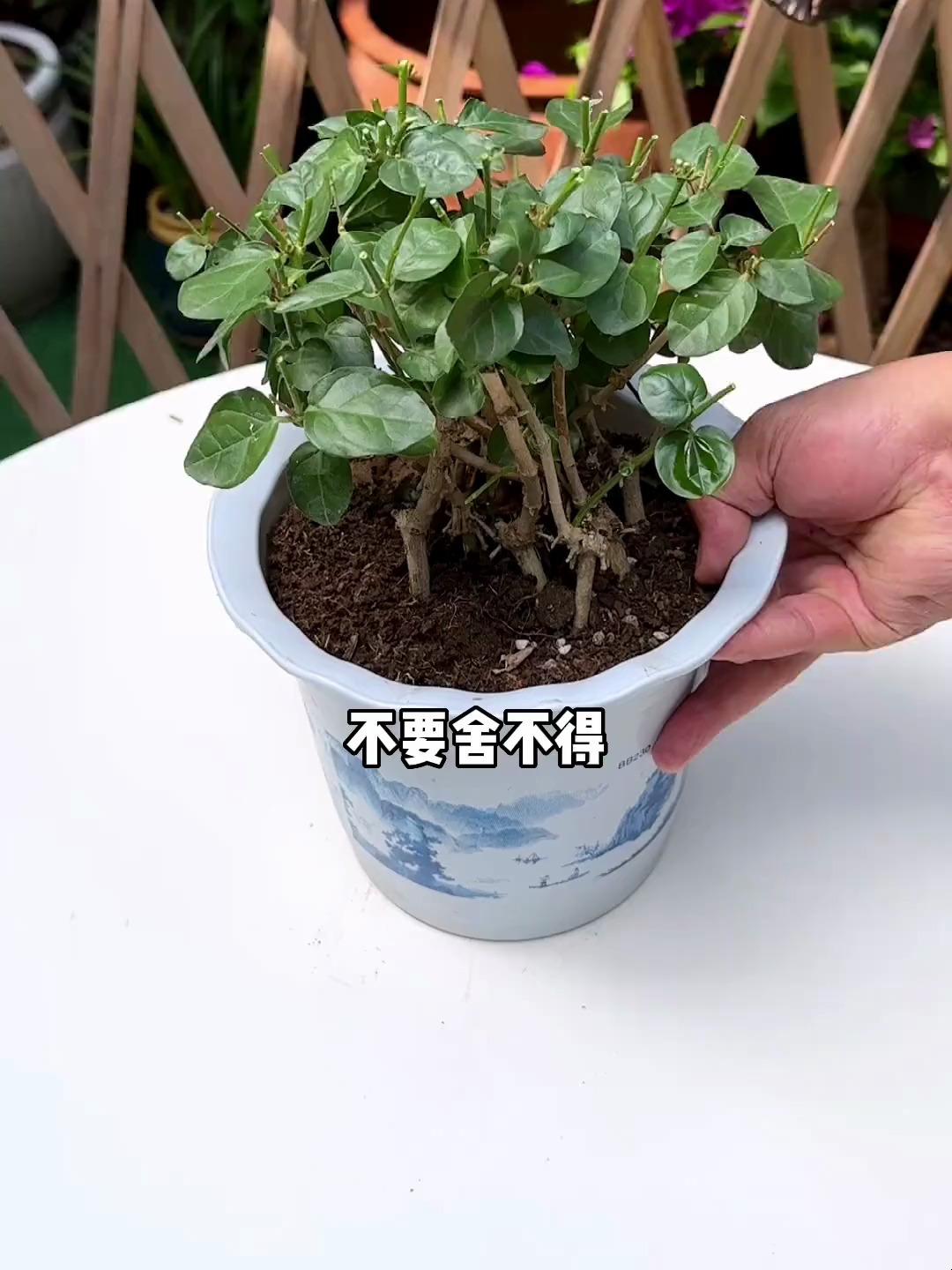 不要在給你家茉莉亂修剪了,跟著我們學習怎麼,修剪茉莉花