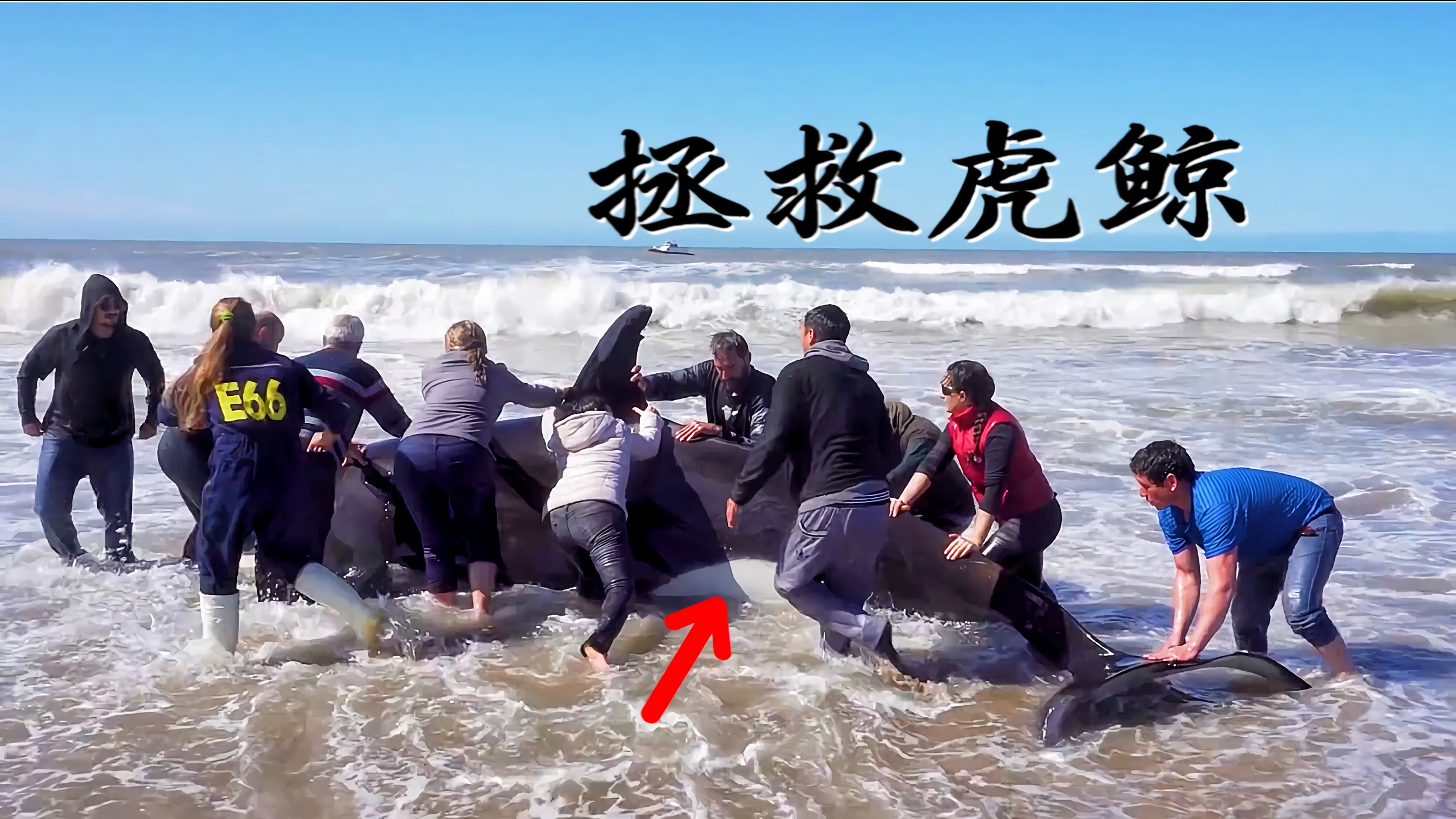 一只虎鲸被搁浅在了海边上,人们用力量和智慧让虎鲸回到了海里