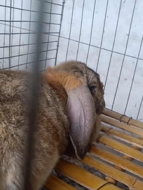 公羊兔最大长到三十多斤,一般笼养最好,不接触地面养殖,不容易