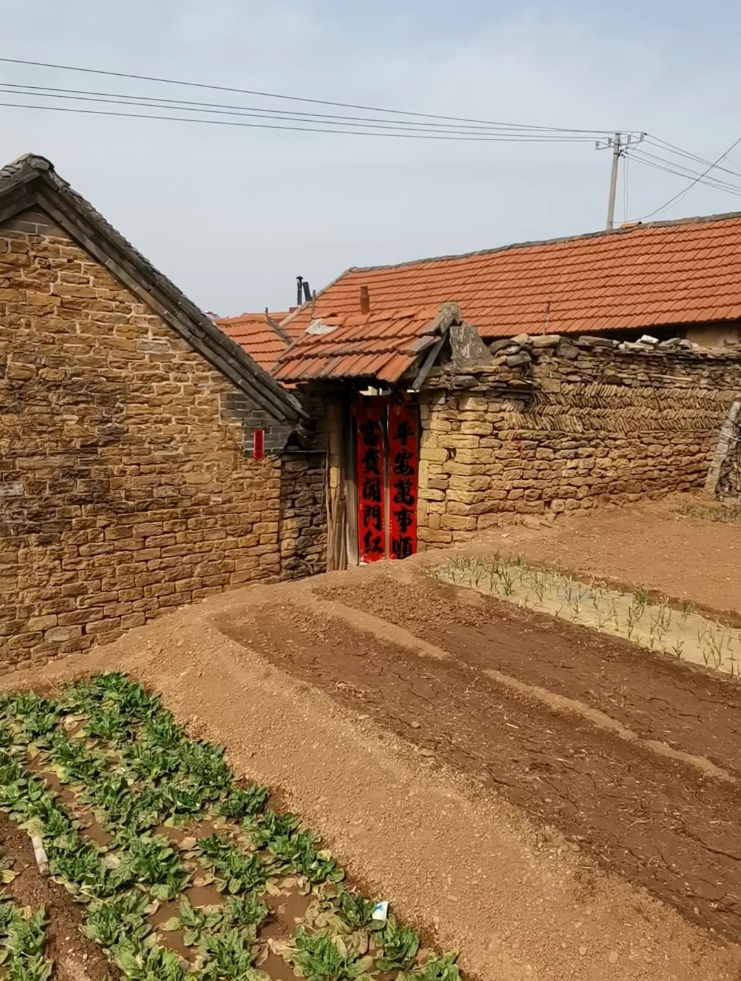 在莱阳农村拍到的老房子,小菜园和大槐树,很亲切也很温馨的场景