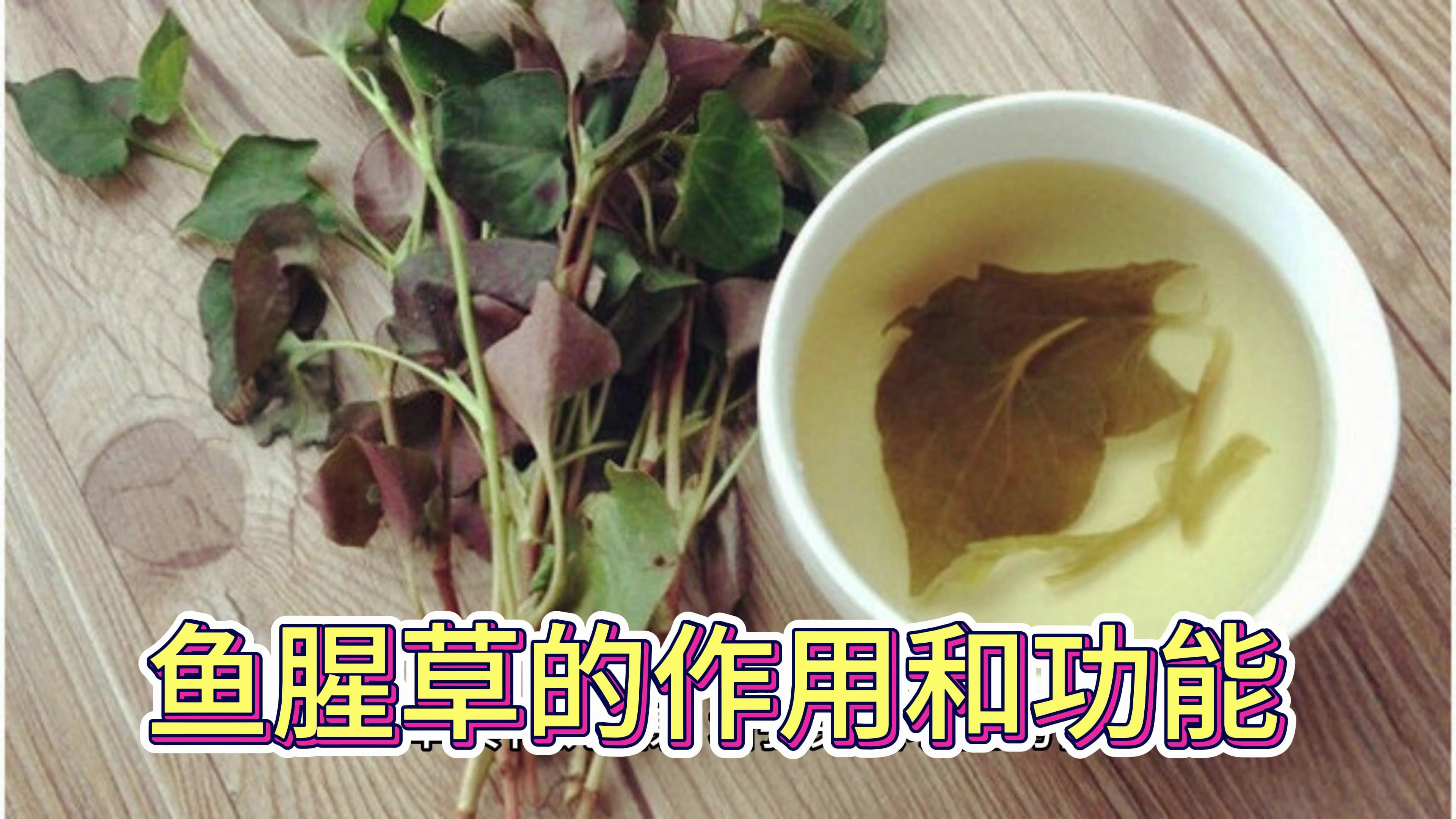 鱼腥草的作用和功能