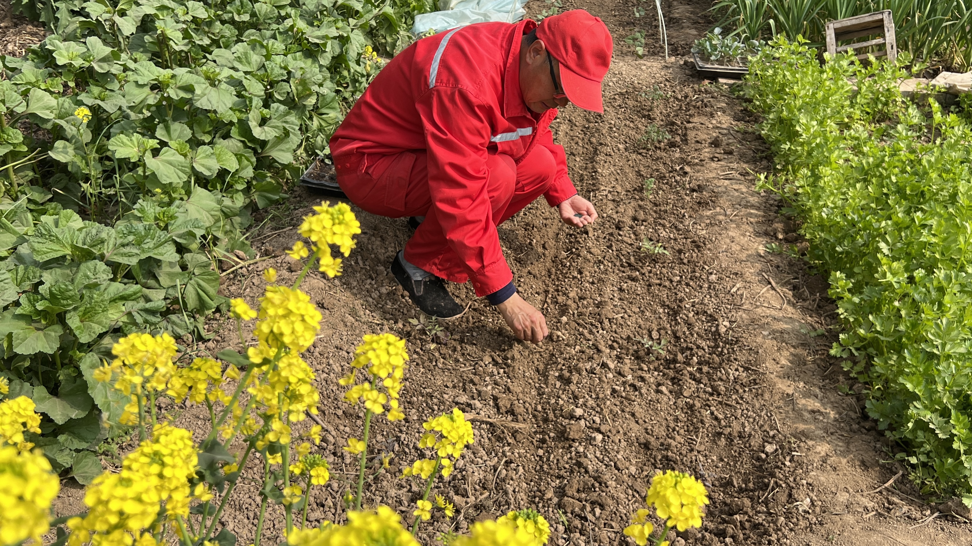 番茄中间可以混植罗勒 谈谈种菜的感受