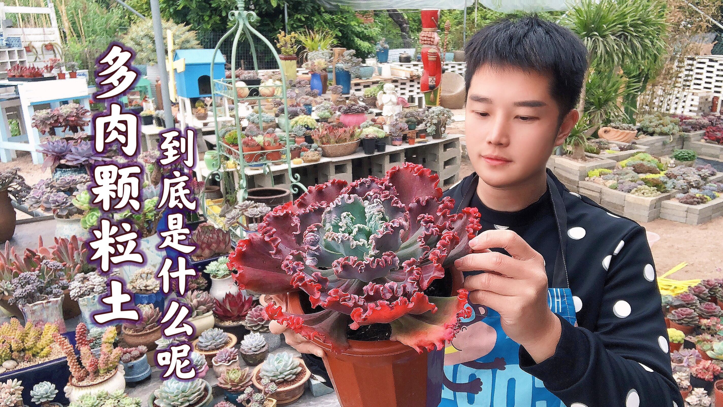 多肉用占比多少的颗粒土最好？100%纯颗粒？正确的方法教给你！