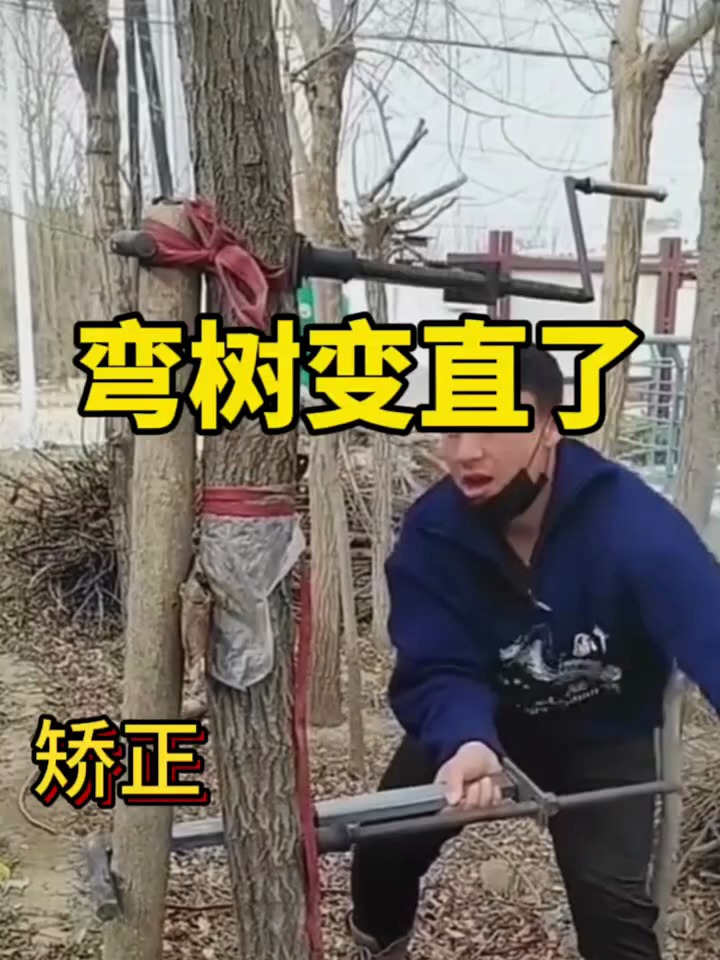 歪脖子树瞬间就变直了!